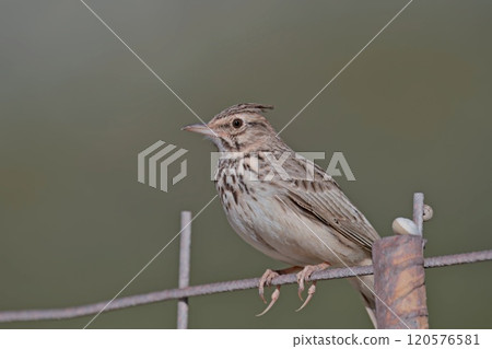 Crested Lark - Galerida cristata, Crete 120576581