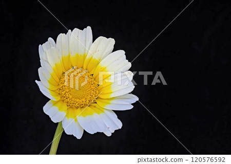 Glebionis coronaria, formerly called Chrysanthemum coronarium, is a species of flowering plant in the family Asteraceae. It is native to the Mediterranean region Glebionis coronaria, formerly called Chrysanthemum coronarium, is a species of flowering plant in the family Asteraceae. It is native to the Mediterranean region 120576592