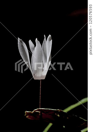 Cretan Cyclamen - Cyclamen creticum, Crete 120576593