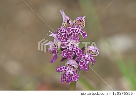 Milky Orchid (Neotinea lactea), Crete Milky Orchid (Neotinea lactea), Crete 120576596