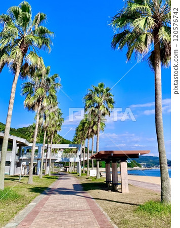 Miyazaki beach where palm trees stand out against the blue sky (Kira Waikiki Beach/Nishio City, Aichi Prefecture) 120576742