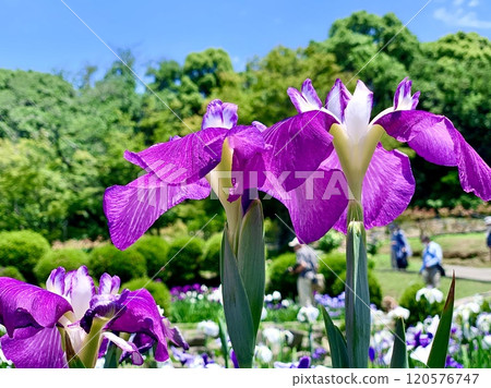 Irises blooming in abundance amid the clear blue sky and fresh greenery of May (Higashi Park Iris Garden/Okazaki City, Aichi Prefecture) Irises blooming in abundance amid the clear blue sky and fresh greenery of May (Higashi Park Iris Garden/Okazaki City, Aichi Prefecture) 120576747