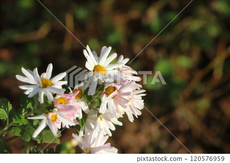 White and pale pink small chrysanthemum flowers blooming in an autumn garden 120576959