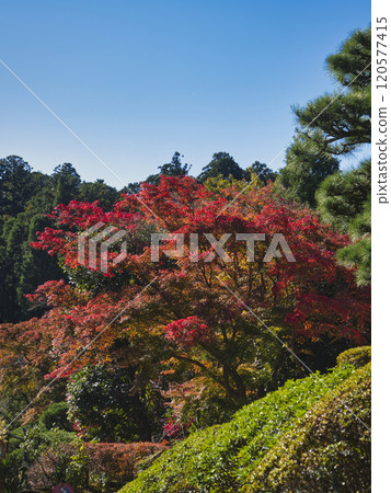 Autumn leaves of Naritasan Park Autumn leaves of Naritasan Park 120577415