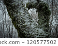 長滿青苔的樹木被雪覆蓋 120577502