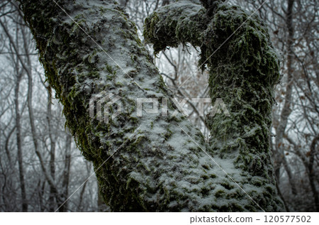 長滿青苔的樹木被雪覆蓋 120577502