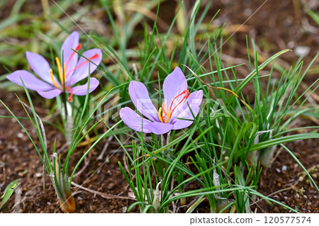 saffron saffron 120577574