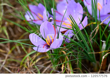  saffron 120577576