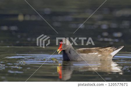 Moorhen (Gallinula chloropus), Crete, Greece Moorhen (Gallinula chloropus), Crete, Greece 120577671