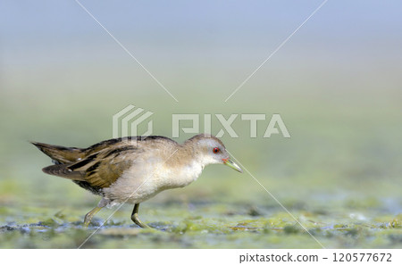 Little Crake (Porzana parva), Greece Little Crake (Porzana parva), Greece 120577672