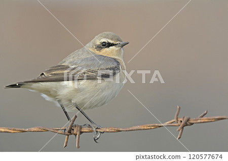 Northern Wheatear or Wheatear - Oenanthe oenanthe, Crete 120577674