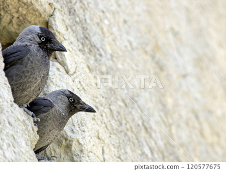 Eurasian Jackdaw (Corvus monedula), Greece Eurasian Jackdaw (Corvus monedula), Greece 120577675