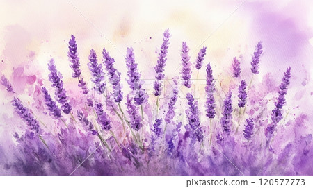 Botanical watercolor illustration of lavender 120577773