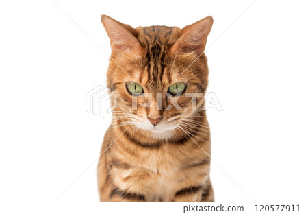 Bengal cat isolated on transparent background for advertising. Bengal cat isolated on transparent background for advertising. 120577911