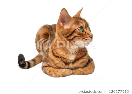 Bengal cat isolated on transparent background for advertising. Bengal cat isolated on transparent background for advertising. 120577913