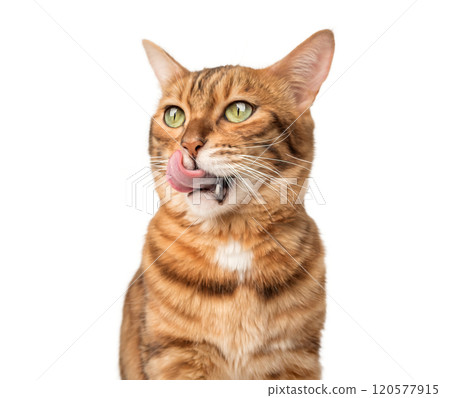 Contented ginger cat licks lips. 120577915