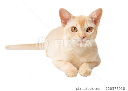 Full-length Burmese cream kitten. Full-length Burmese cream kitten. 120577918