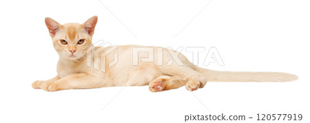 Full-length Burmese cream kitten. Full-length Burmese cream kitten. 120577919