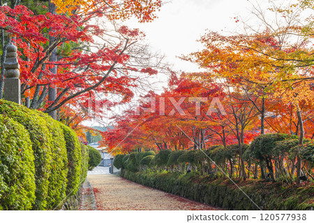 高野山、團上伽藍、紅葉包裹的風箱路 120577938