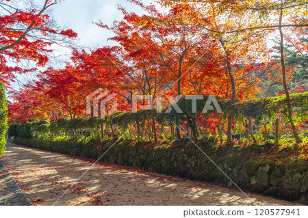 Mount Koya: Danjo Garan: A path covered in autumn leaves Mount Koya: Danjo Garan: A path covered in autumn leaves 120577941