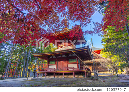 紅葉覆蓋的高野山團上伽藍東塔 120577947