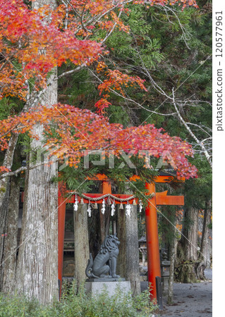 高野山壇上伽藍神社山王院鳥居被秋葉覆蓋 120577961