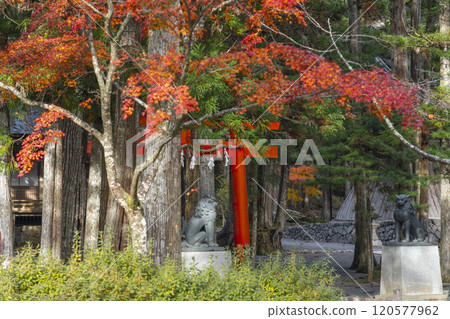 Koyasan Danjogaran Shrine Sannoin Torii gate surrounded by autumn leaves 120577962