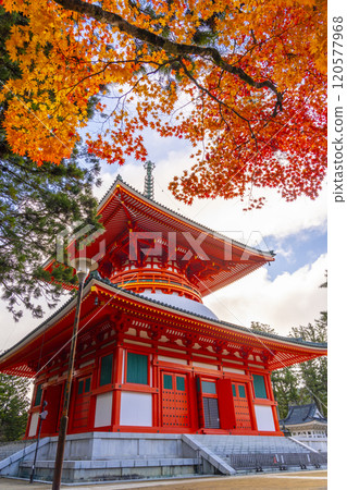紅葉覆蓋的高野山團上伽藍根本大東 紅葉覆蓋的高野山團上伽藍根本大東 120577968