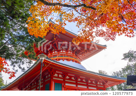 Mount Koya: Danjo Garan: The Great Pagoda of Honpo surrounded by autumn leaves 120577973
