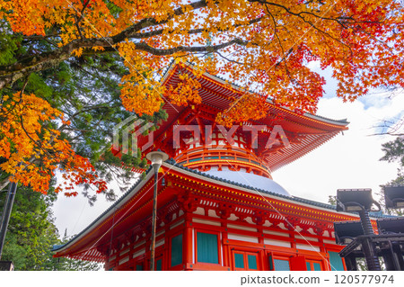 紅葉覆蓋的高野山團上伽藍根本大東 紅葉覆蓋的高野山團上伽藍根本大東 120577974
