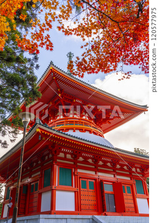 紅葉覆蓋的高野山團上伽藍根本大東 紅葉覆蓋的高野山團上伽藍根本大東 120577975