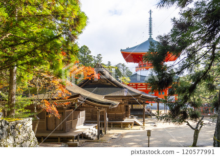 Mount Koya: Danjo Garan: The Great Pagoda of Honpo surrounded by autumn leaves 120577991