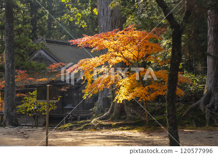 Mount Koya: Danjo Garan, Sanno-in Temple surrounded by autumn leaves 120577996