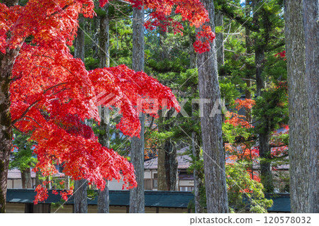 Mount Koya: Danjo Garan: Autumn leaves and magnificent nature 120578032