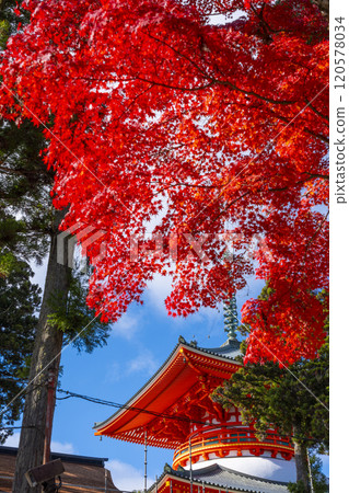 Mount Koya: Danjo Garan: The Great Pagoda of Honpo surrounded by autumn leaves 120578034