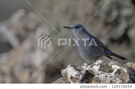 Blue Rock-thrush (Monticola solitarius), Greece Blue Rock-thrush (Monticola solitarius), Greece 120578039