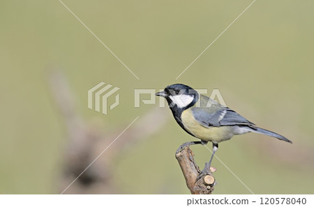 Great Tit (Parus major), Greece Great Tit (Parus major), Greece 120578040