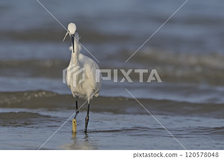 Little Egret (Egretta garzetta), Crete Little Egret (Egretta garzetta), Crete 120578048
