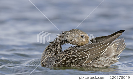 Pintail or Northern Pintail (Anas acuta), Crete Pintail or Northern Pintail (Anas acuta), Crete 120578049