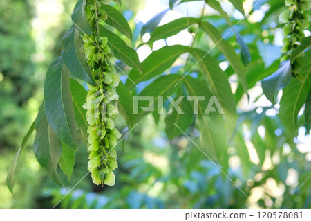 Characteristic fruits of Caucasian wingnut. Pterocarya fraxinifolia in park in summer. Green leaves and seeds in garden. Characteristic fruits of Caucasian wingnut. Pterocarya fraxinifolia in park in summer. Green leaves and seeds in garden. 120578081