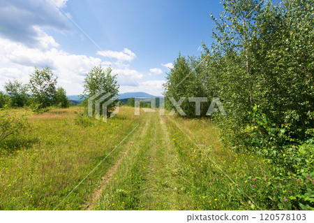 summer landscape in mountains. deciduous trees on the grassy hill. sunny weather. carpathian mountains of ukraine. blue sky with clouds summer landscape in mountains. deciduous trees on the grassy hill. sunny weather. carpathian mountains of ukraine. blue sky with clouds 120578103