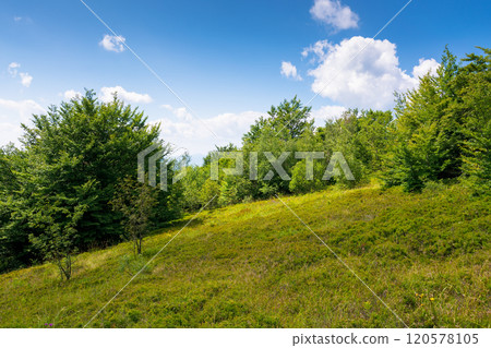 summer landscape in mountains. outdoor adventure. deciduous trees on the grassy hill. sunny weather. carpathian mountains of ukraine. blue sky with clouds. glade on the knoll summer landscape in mountains. outdoor adventure. deciduous trees on the grassy hill. sunny weather. carpathian mountains of ukraine. blue sky with clouds. glade on the knoll 120578105