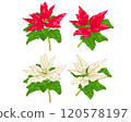 Red and white poinsettia 120578197