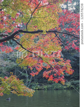 Autumn leaves of Naritasan Park 120578238