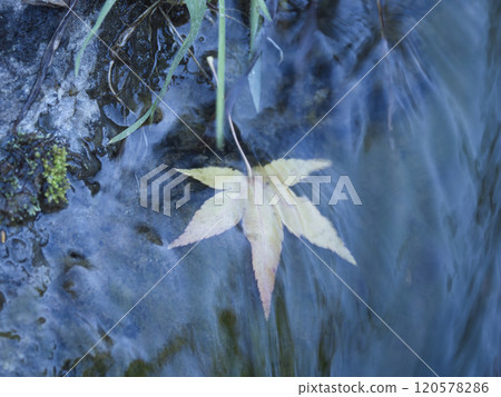 Naritasan公園秋葉 120578286