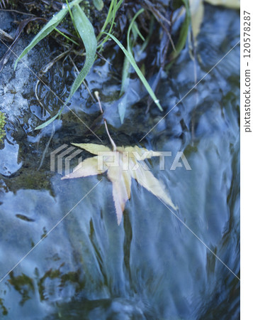 Autumn leaves of Naritasan Park Autumn leaves of Naritasan Park 120578287