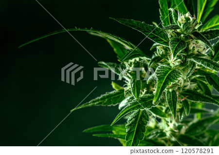Cannabis plant with green leaves and white flowers. Harvesting organic cannabis 120578291