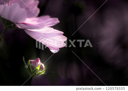 晨露中的一滴波斯菊 120578335