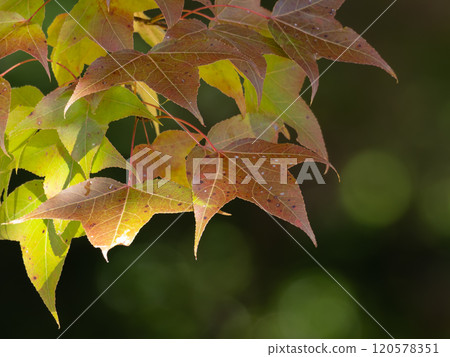 The Amamikaji maple tree is starting to turn red 120578351