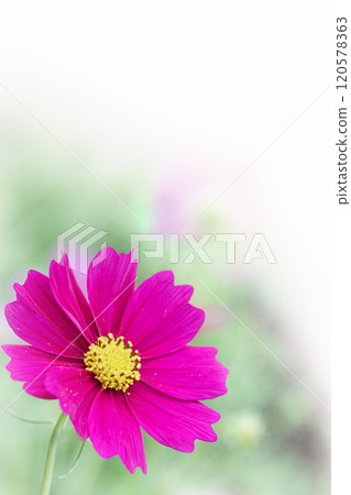 Beautifully blooming autumn cherry blossoms Beautifully blooming autumn cherry blossoms 120578363